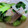 りらっくまんぼう's cooksnap of when they made 青梗菜と豚こま炒め.