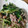 mayumayu49's cooksnap of when they made 水菜と豚のゆずこしょう炒め.