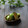 まろんかふぇ's cooksnap of when they made 芽キャベツのからし和え.