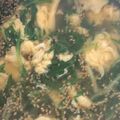 chiko♫'s cooksnap of when they made 水菜たっぷり胡麻スープ.