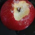 happykote's cooksnap of when they made 放置するだけ！？変色しないリンゴ.