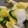 snow012's cooksnap of when they made 白菜ときゅうりと大根の漬け物.