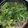 春のまま…1's cooksnap of when they made 根までおいしい♪セリ鍋.