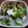 クックP479II☆'s cooksnap of when they made 葉はゆがく！かぶら漬け.