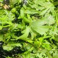 ハルミン♪'s cooksnap of when they made チョレギ春菊【ＪＡ福岡市】.