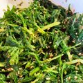 さちぶた♪'s cooksnap of when they made 香り抜群！春菊のごま和え♪後1品に♡.
