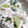 Gatinita's cooksnap of when they made 青菜の白和え.