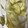 snow012's cooksnap of when they made 白だしで！白菜のシャキシャキ漬け.
