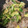 snow012's cooksnap of when they made 簡単♪豚肉とパクチーの卵炒め.
