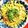 クックMRC59P☆'s cooksnap of when they made ソース焼きそば.