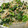 クックFX4697☆'s cooksnap of when they made モヤシとほうれん草とツナのゴマドレ和え.