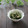 まろんかふぇ's cooksnap of when they made 春菊としらすのごま酢和え.