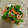 andyhope69's cooksnap of when they made 菜の花とちくわの和え物.