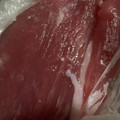 MULA's cooksnap of when they made 塩豚（豚肉の柔らか保存）.