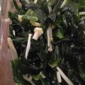 クックKUEVIS☆'s cooksnap of when they made わかめのゴマ油炒め.