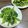 クックXHEIV2☆'s cooksnap of when they made 春菊の醤油麹ナムル.