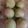 クックMVXCM0☆'s cooksnap of when they made 抹茶入り蘇式月餅・・・中華点心.