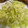 ポメちょん's cooksnap of when they made 簡単10分◎ダイエットに和風酢キャベツ.