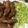 ＭＯＭＯパンダ's cooksnap of when they made 名古屋名物！手羽先の唐揚げ.