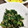 patepateco's cooksnap of when they made 簡単★ツナとほうれん草の和え物.