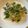 ピーナッツ子♪'s cooksnap of when they made 本格パスタ!牡蠣と菜の花アーリオオーリオ.