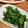 はーくんごーごー's cooksnap of when they made ＊菜の花のからし和え＊.