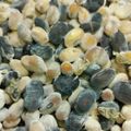 おかって菜園's cooksnap of when they made 自家製大豆で納豆づくり.