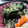 えみんちゅ＊'s cooksnap of when they made ほうれん草とじゃこのにんにく炒め.