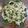 Kaoruby's cooksnap of when they made やみつき！麻薬玉ねぎ　新玉ねぎ.