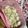 クック49L4Ho☆'s cooksnap of when they made キュウリでタルタルソース.