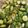 saki1010's cooksnap of when they made オーブンでカリッとロースト芽キャベツ！.