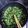 ふく0116's cooksnap of when they made 保存可！高コスパ！大根の葉とツナ缶炒め！.
