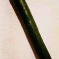Ｍぱん's cooksnap of when they made きゅうりの保存.