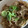 ☆ごはんできた☆'s cooksnap of when they made 豚バラとえのきの生姜焼き.