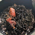☆＊お家グルメ工房＊☆'s cooksnap of when they made ひじきと生姜の佃煮風.