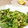 horseland's cooksnap of when they made ふきのとうの天ぷら.
