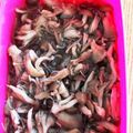 ☆★mｰksｰh★☆'s cooksnap of when they made 焼きキノコのマリネ＊しめじ椎茸マイタケ.