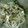 のんうーまま's cooksnap of when they made きゅうりともやしのザーサイ和え.