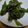 まーく71's cooksnap of when they made 海の恵み！わかめの刺身！.