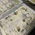 SSSかあさん's cooksnap of when they made 離乳食完了期☆小松菜とツナのおひたし.