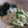 ★しろたん★'s cooksnap of when they made あさつきと生わかめのぬた.