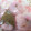 ぷっくりさん。's cooksnap of when they made 桜花を開かせる方法.