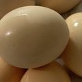MULA's cooksnap of when they made エコな卵のゆで方.