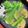BBmam's cooksnap of when they made はまぐりと菜の花のお吸い物.