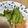 とよすみもも♪'s cooksnap of when they made 箸が止まらない！セロリの浅漬け.