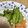 とよすみもも♪'s cooksnap of when they made 箸が止まらない！セロリの浅漬け.