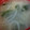あゆたっくん's cooksnap of when they made 玉ねぎとワカメのみそ汁.