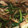 クックWR0S2E☆'s cooksnap of when they made 豚肉と菜の花のオイスター炒め.