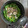 みきんどる's cooksnap of when they made あさりと菜の花の炊き込みご飯.