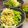 クックZ84S4Q☆'s cooksnap of when they made 簡単♪キャベツさらだ✿ツナごまポン酢✿.